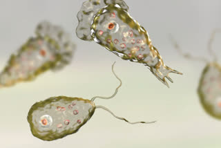 First infection of 'brain-eating amoeba' reported in S.Korea