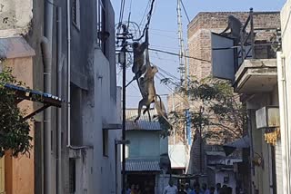 Female langur with baby hanging on electric wire