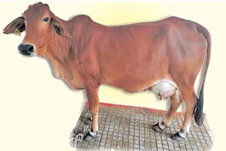 Surrogacy in cattle