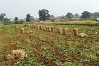 chhindwara contract farming