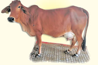 Cow gives birth to 12 calves a year through surrogacy