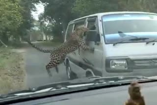 Leopard attacked