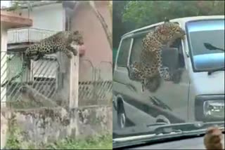 Leopard havoc in Assam  Leopard enters into a residential area  Leopard attack on people  Leopard attack video viral  ಅಮಾಯಕರ ಮೇಲೆ ಚಿರತೆ ದಾಳಿ  ಕಾರಿನ ಮೇಲೆ ಎರಗಿದ ಬಿಗ್​ ಕ್ಯಾಟ್​ ಶತಾಯ್ ರೈನ್‌ಫಾರೆಸ್ಟ್ ರಿಸರ್ಚ್ ಇನ್‌ಸ್ಟಿಟ್ಯೂಟ್‌  ರಿಸರ್ಚ್ ಇನ್‌ಸ್ಟಿಟ್ಯೂಟ್‌ನಲ್ಲಿ ಚಿರತೆ ಹಾವಳಿ  ಅರಣ್ಯಾಧಿಕಾರಿಗಳು ಸ್ಥಳಕ್ಕೆ ಧಾವಿಸಿ ಚಿರತೆಯನ್ನು ಸೆರೆ