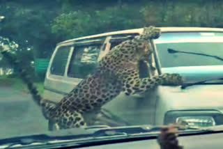 Leopard attack on Car