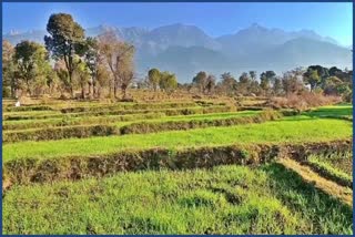 Wheat production in Himachal Pradesh