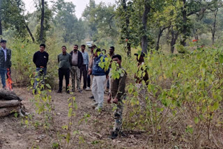 Tiger body found again in Khitauli range of Bandhavgarh