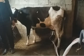 Dairy Farming Creating Employment