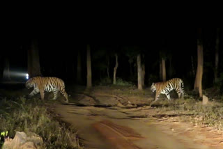 tiger reserve night safari tourist seeing tigers