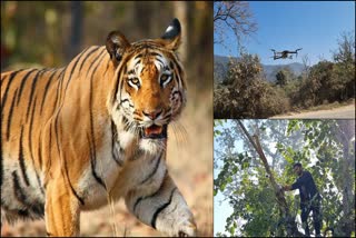 Tiger tracking through Live streaming technology