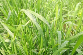 Wheat crop in Nuh