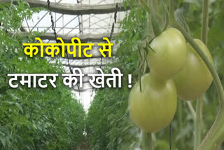 Tomato Farming cocopeat technology