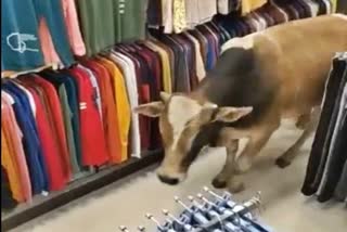 bull enter in shopping mall