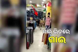 Cow enter into shopping mall