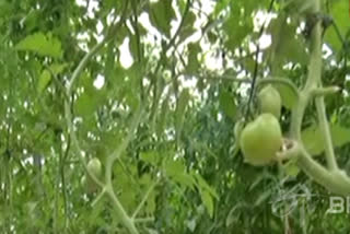 Agricultural scientist grows tomatoes with cocopeat technique in Chhattisgarh