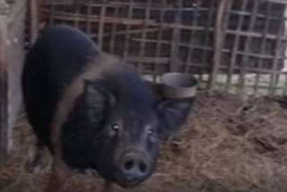 Illegal pig smuggling in Assam