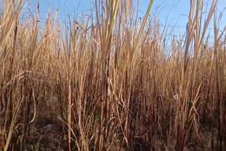 One acre of sugarcane caught fire