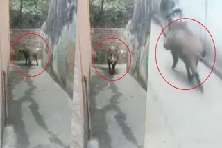 wild boar terror in haridwar
