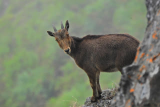 The International Union for Conservation of Nature (IUCN)