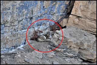 Snow Leopard in Lahaul Spiti