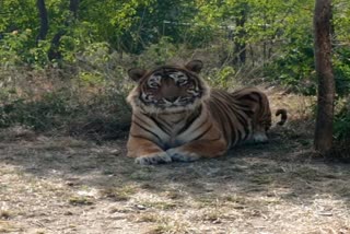 Ranthambore Tiger Ustad Passed Away in Udaipur