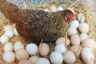 Unique Hen