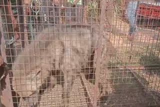 Hyena rescued