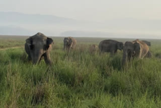 Elephant died due to electrocution in Chhattisgarh's Jashpur