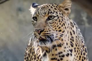 MP Narmadapuram leopard