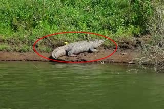 A crocodile was spotted in the Bhadra river in Balehonnur