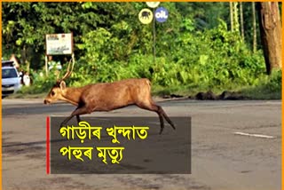 Deer Died on Road Accident