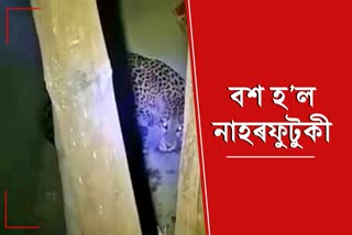 Leopard tranquilized in Dibrugarh