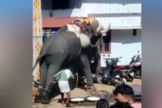 Elephant turned violent