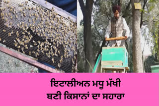 The Italian bee made Punjab a pioneer in honey production