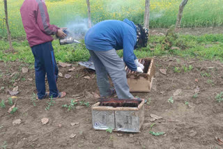 Beekeeping in Dhemaji