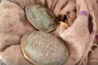 Tortoise Recovered from Gonda Asansol Express Train