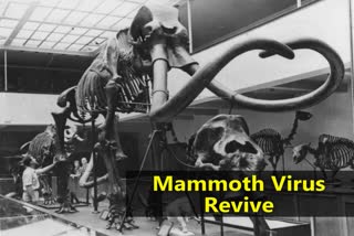 Russian researchers attempt to Re awaken ancient viruses that killed giant woolly mammoths