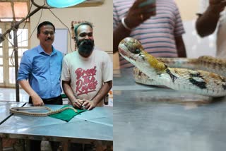 surgery on injured snake