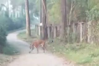 tiger found in wayanad  tiger  tiger attack in wayanad  batheri tiger  tiger found in wayanad wakeri gandhi nagar  wayanad tiger  വയനാട് ജനവാസ കേന്ദ്രത്തിൽ കടുവ  വയനാട് കടുവ  വയനാട് ഇറങ്ങിയ കടുവയ്‌ക്ക് പരിക്ക്  പരിക്കേറ്റ കടുവ വയനാട്  വയനാട് വീണ്ടും കടുവ  കടുവ ആക്രമണം  കടുവ ആക്രമണം വയനാട്  വയനാട് വാകേരി  വയനാട് വാകേരി ഗാന്ധി നഗർ  സുൽത്താൻ ബത്തേരിയിൽ കടുവ  കടുവ