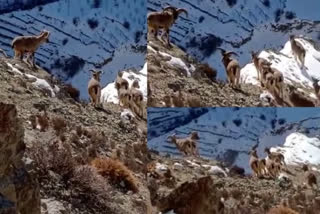 Himalayan Ibex spotted in Kinnaur