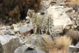 Snow leopard spotted at Uttarkashi