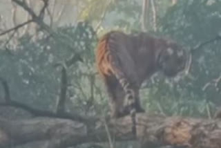 Tourists amazes to spot tiger enjoying lukewarm sunlight in Rajaji Tiger Reserve