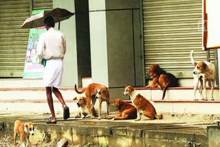 Stray dog attack in Kottayam medical college  Kottayam medical college compound Stray dog attack  Kottayam medical college  Stray dog attack  Stray dog attack in Kottayam  കോട്ടയം മെഡിക്കൽ കോളജില്‍ തെരുവുനായ ആക്രമണം  തെരുവുനായ ആക്രമണം  പ്രതിരോധ വാക്‌സിന്‍  കോട്ടയം മെഡിക്കൽ കോളജ്