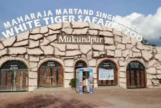 MP Satna 20 thousand tourists reach in White Tiger Safari