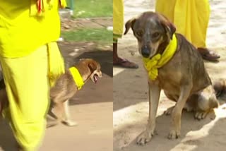 stray dog walks with sndp Padayatra Kollam  sndp Padayatra Kollam  Kollam todays news  എസ്‌എൻഡിപി പദയാത്രയില്‍ ഒപ്പം നടന്ന് തെരുവുനായ  തീർഥാടന സംഘത്തോടൊപ്പം നടന്ന് തെരുവുനായ  എസ്‌എൻഡിപി