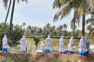 bird flu in kottayam  bird flu  bird flu affected in kottayam  പക്ഷിപ്പനി  പക്ഷിപ്പനി കോട്ടയം  കോട്ടയത്ത് കല്ലറയിൽ പക്ഷിപ്പനി  കോട്ടയത്ത് കല്ലറയിൽ പക്ഷിപ്പനി സ്ഥിരീകരിച്ചു  താറാവുകളെ ദയാവധം ചെയ്‌തു  കോട്ടയത്ത് പക്ഷിപ്പനി ബാധ  കല്ലറ ഗ്രാമപഞ്ചായത്ത്