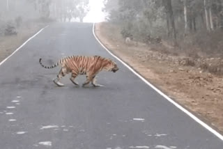 kanha national park tiger crossing road