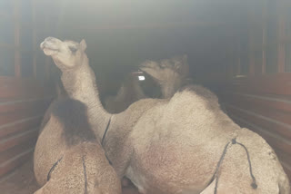 Eleven Camel Rescued in South Dinajpur During Smuggling ETV BHARAT