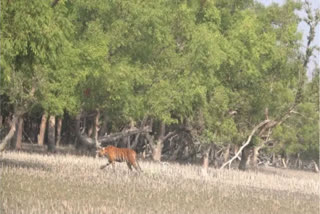 Royal Bengal Tiger in Sundarbans ETV BHARAT