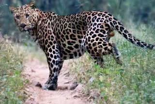 MP Balaghat leopard attacked