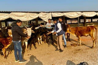 Even after having cow shelter in Noida